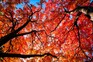 Deciduous trees - Japanese rowan, Sorbus commixta