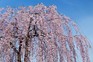 Weeping cherry tree. Getty Images