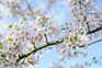 Cherry blossom of Prunus 'Pink Shell'