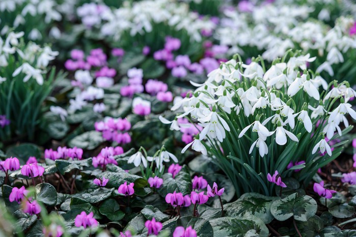 Best winter-flowering plants - cyclamen