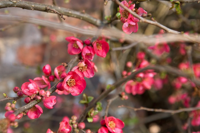 Best winter-flowering plants - quince