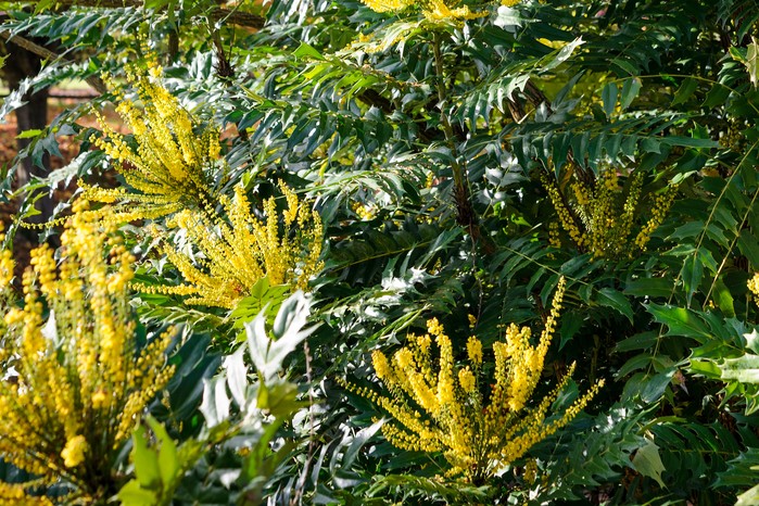 Best winter-flowering plants - Mahonia 'Winter Sun'