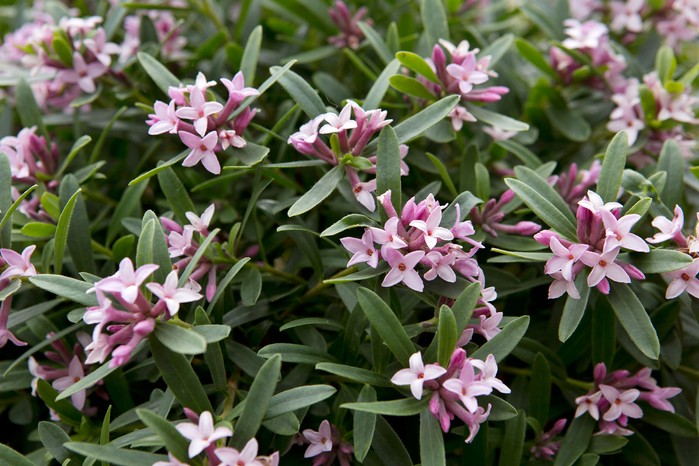 Best winter-flowering plants - Daphne x transatlantica