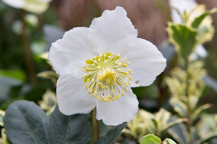 Best winter-flowering plants - Christmas rose
