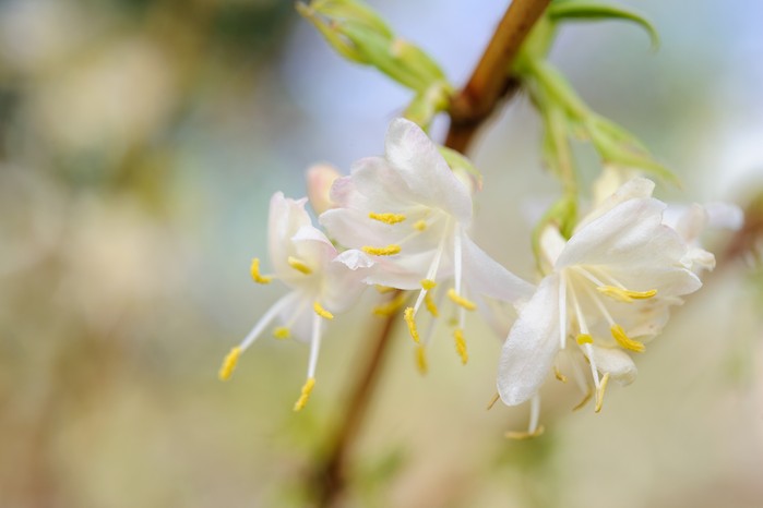 Best winter-flowering plants - winter honeysuckle